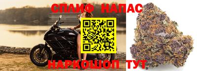 прущие грибы Усть-Джегута